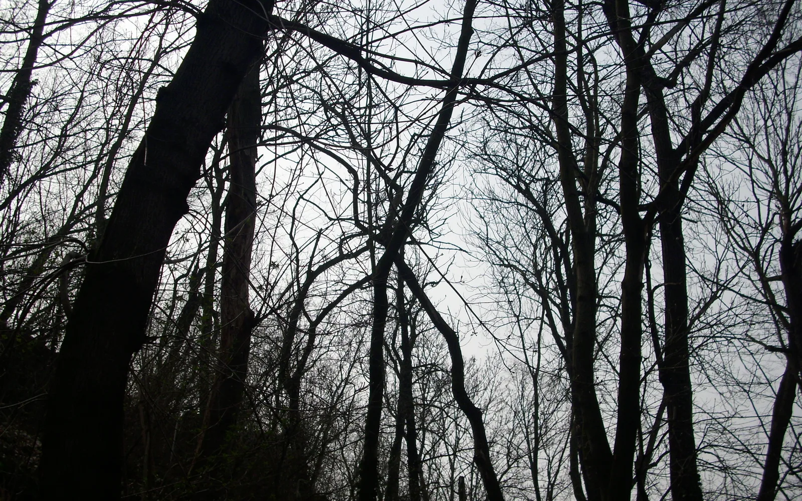 Trees in a park representing green space, environmental stewardship, and sustainability